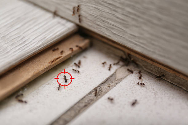 Best Mosquito Control Services  in Bethlehem, PA