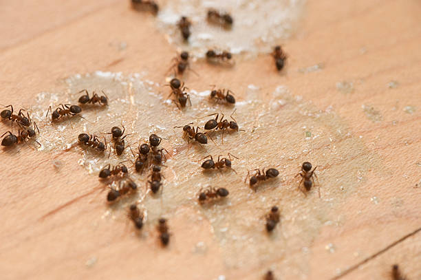 Best Pest Control Treatment  in Bethlehem, PA